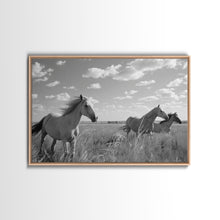 Carregar imagem no visualizador da galeria, Fine Art Framed Canvas Print, Metal Art, Black & White Photo of Wild Mustangs, Horse Art, American Horses Landscape / Nature / Wildlife Art