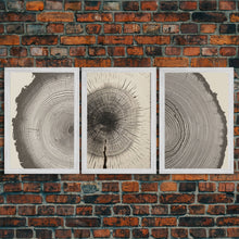 Carregar imagem no visualizador da galeria, 3 Piece Triptych Framed Canvas Wall Art Set, Wood Tree Rings, Abstract Illustration Prints, Modern Art, Neutral Decor, Minimalist Art