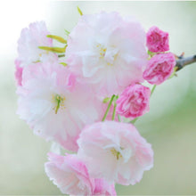 Carregar imagem no visualizador da galeria, Pink Cherry Blossom Seeds