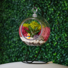 Carregar imagem no visualizador da galeria, 5" Acrylic Globe Succulent Terrarium Kit (Kid Friendly)