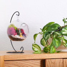 Carregar imagem no visualizador da galeria, 5" Acrylic Globe Succulent Terrarium Kit (Kid Friendly)