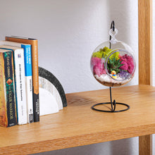 Carregar imagem no visualizador da galeria, 5" Acrylic Globe Succulent Terrarium Kit (Kid Friendly)
