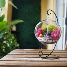 Carregar imagem no visualizador da galeria, 5" Acrylic Globe Succulent Terrarium Kit (Kid Friendly)