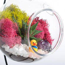 Carregar imagem no visualizador da galeria, 5" Acrylic Globe Succulent Terrarium Kit (Kid Friendly)
