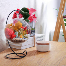Carregar imagem no visualizador da galeria, 5" Glass Globe Succulent Terrarium Kit