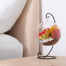 Carregar imagem no visualizador da galeria, 5" Glass Globe Succulent Terrarium Kit