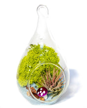 Carregar imagem no visualizador da galeria, 5" Glass Tear Drop Air Plant Terrarium Kit