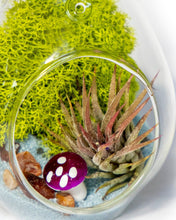 Carregar imagem no visualizador da galeria, 5" Glass Tear Drop Air Plant Terrarium Kit