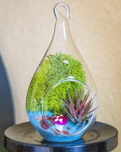 Carregar imagem no visualizador da galeria, 5" Glass Tear Drop Air Plant Terrarium Kit