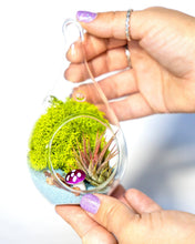 Carregar imagem no visualizador da galeria, 5" Glass Tear Drop Air Plant Terrarium Kit