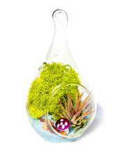 Carregar imagem no visualizador da galeria, 5" Glass Tear Drop Air Plant Terrarium Kit