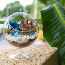 Carregar imagem no visualizador da galeria, 6" Glass Chalice Succulent Terrarium Kit