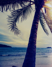 Carregar imagem no visualizador da galeria, Beach Palm Tree Coastline Sunset Wall Mural #6040
