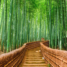 Carregar imagem no visualizador da galeria, Japanese Bamboo Forest Arashiyama Woods Wall Mural #6043