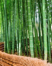 Carregar imagem no visualizador da galeria, Japanese Bamboo Forest Arashiyama Woods Wall Mural #6043