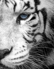 Carregar imagem no visualizador da galeria, Tiger Stare Down Large Mural (Black and White) #6045