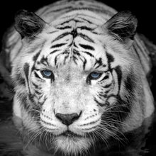 Carregar imagem no visualizador da galeria, Tiger Stare Down Large Mural (Black and White) #6045