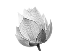 Carregar imagem no visualizador da galeria, Black and White Lotus Flower Wall Mural #6116