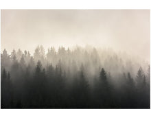Carregar imagem no visualizador da galeria, Misty Pine Forest Wall Mural. Peaceful Foggy Morning Scenery. #6122