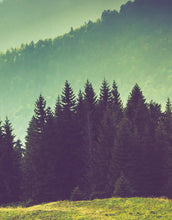 Carregar imagem no visualizador da galeria, Colorful Foggy Mountain Forest View Wall Mural | Peel and Stick Wallpaper. #6159