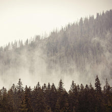 Carregar imagem no visualizador da galeria, Foggy Misty Forest Tree Over Mountain Wall Mural. #6171