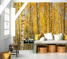 Load image into Gallery viewer, Autumn Scenic Birch Tree Forest Wall Mural | Peel and Stick Wallpaper. #6202