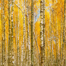 Load image into Gallery viewer, Autumn Scenic Birch Tree Forest Wall Mural | Peel and Stick Wallpaper. #6202