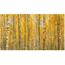 Load image into Gallery viewer, Autumn Scenic Birch Tree Forest Wall Mural | Peel and Stick Wallpaper. #6202