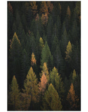 Load image into Gallery viewer, Enchanted Forest Tree Woodland Peel and Stick Wallpaper | Removable Wall Mural #6203