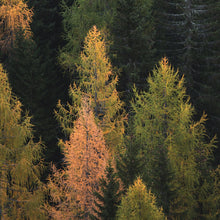 Load image into Gallery viewer, Enchanted Forest Tree Woodland Peel and Stick Wallpaper | Removable Wall Mural #6203