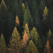 Load image into Gallery viewer, Enchanted Forest Tree Woodland Peel and Stick Wallpaper | Removable Wall Mural #6203