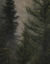 Carregar imagem no visualizador da galeria, Misty Pine Tree Forest Landscape Wallpaper. Peel and Stick Wall Mural. Self Adhesive Nursery Wall Decor. #6237