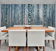 Carregar imagem no visualizador da galeria, White Birch Tree Forest Wall Mural Wallpaper. Sunset Scenery. #6246