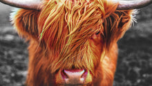 Carregar imagem no visualizador da galeria, Highland Cow Cattle Head Wall Mural - Farmhouse Charm for Your Home. #6279