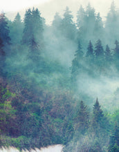 Carregar imagem no visualizador da galeria, Foggy Mountain Forest View with Bison Buffalo Overlay Natural Scenery Wall Mural #6282.