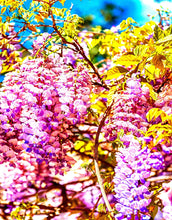 Carregar imagem no visualizador da galeria, Colorful Purple Wisteria Flower Wall Mural. Peel and Stick Wallpaper. #6307