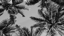 Carregar imagem no visualizador da galeria, Black and White Tropical Palm Tree Mural. Vintage Summer Vibe. #6315