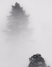 Carregar imagem no visualizador da galeria, Foggy Forest Wallpaper Black and White Wall Mural. #6368