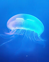 Carregar imagem no visualizador da galeria, Jellyfish Floating Underwater Wall Mural. Deep Blue Ocean Peel and Stick Wallpaper. #6405