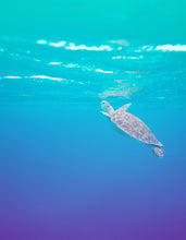 Carregar imagem no visualizador da galeria, Swimming Sea Turtle Coming Up for Air Wall Mural. Pastel Color Sea Life. Peel and Stick Wallpaper. #6406