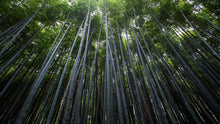 Load image into Gallery viewer, Tall Bamboo Tree Forest Wall Mural. Peaceful, Serenity, Zen Background Wallpaper. #6463