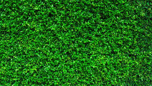 Carregar imagem no visualizador da galeria, Greenery Grass Background Wallpaper Mural. #6551