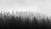 Carregar imagem no visualizador da galeria, Black and White Misty Pine Forest Wallpaper. #6673