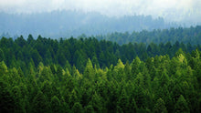 Load image into Gallery viewer, Green Forest Wallpaper Mural. Scenic Landscape Wall Mural. #6894