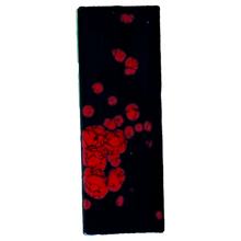 Carregar imagem no visualizador da galeria, Flor De Cerezo Subway