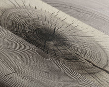 Carregar imagem no visualizador da galeria, 3 Piece Triptych Framed Canvas Wall Art Set, Wood Tree Rings, Abstract Illustration Prints, Modern Art, Neutral Decor, Minimalist Art