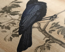 Load image into Gallery viewer, Black Bird Wall Art, Crow Wall Decor, Animal Wall Art, Black Bird, Modern Print, Wall Decor, Canvas Print, Wall Art, Framed Canvas