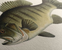 Carregar imagem no visualizador da galeria, Bass Fish Wall Decor, Animal Wall Art, Nature Wall Art, Minimalist Art, Panoramic Wall Decor, Canvas Print, Wall Art, Framed Canvas Art