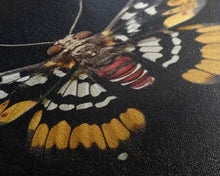 Carregar imagem no visualizador da galeria, Framed Death Head Moth Canvas Print, Acherontia, Taxidermy Art, Dried Butterfly Print, Bug Wall Art Hanging Decor, Goth Art, Halloween Art