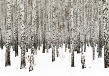 Carregar imagem no visualizador da galeria, White Birch Tree Forest Wallpaper Mural. IQ-1236